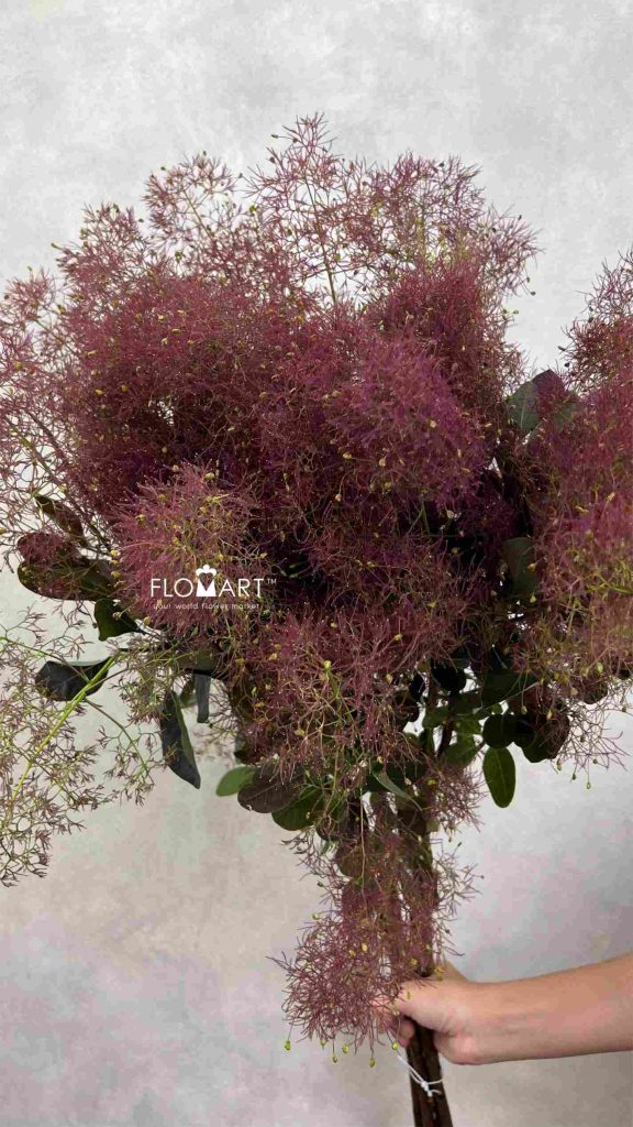 Cotinus Red Fountain