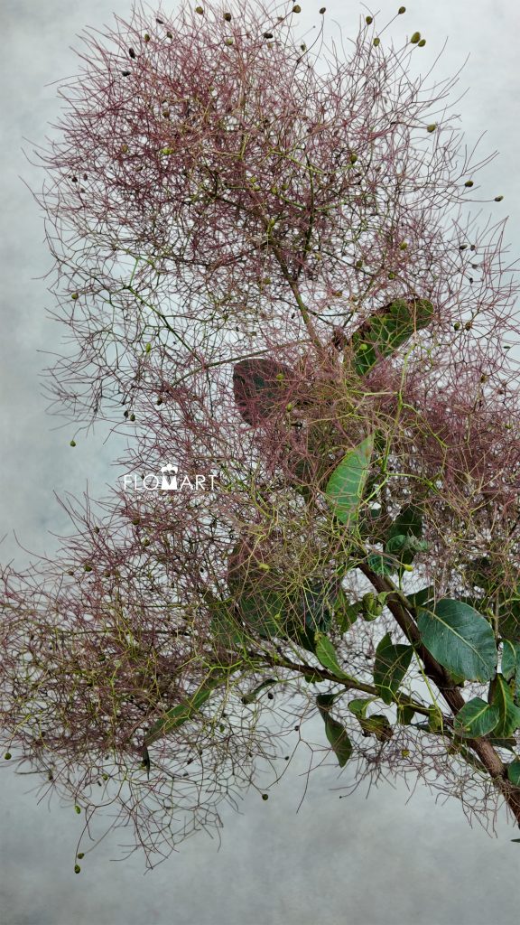 Cotinus Red Spirit