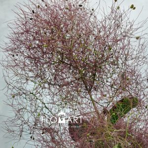 Cotinus Red Spirit