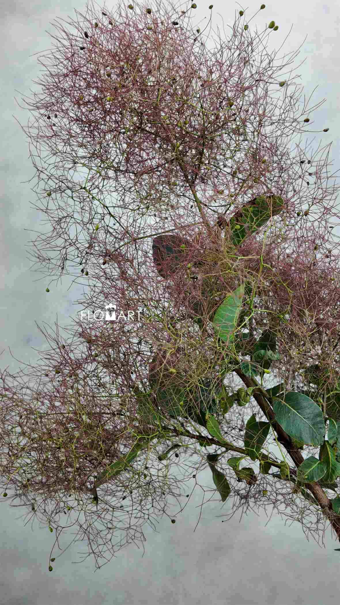 Cotinus Red Spirit - Image 1