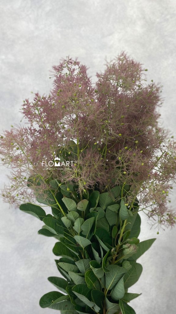 Cotinus Young Lady