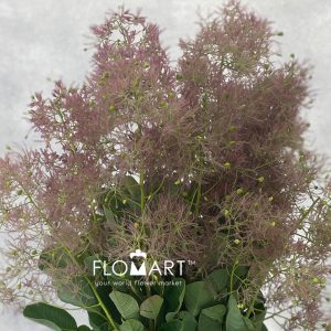Cotinus Young Lady