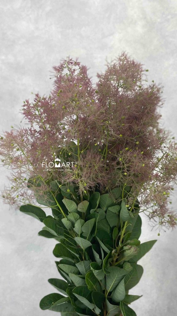 Cotinus Young Lady