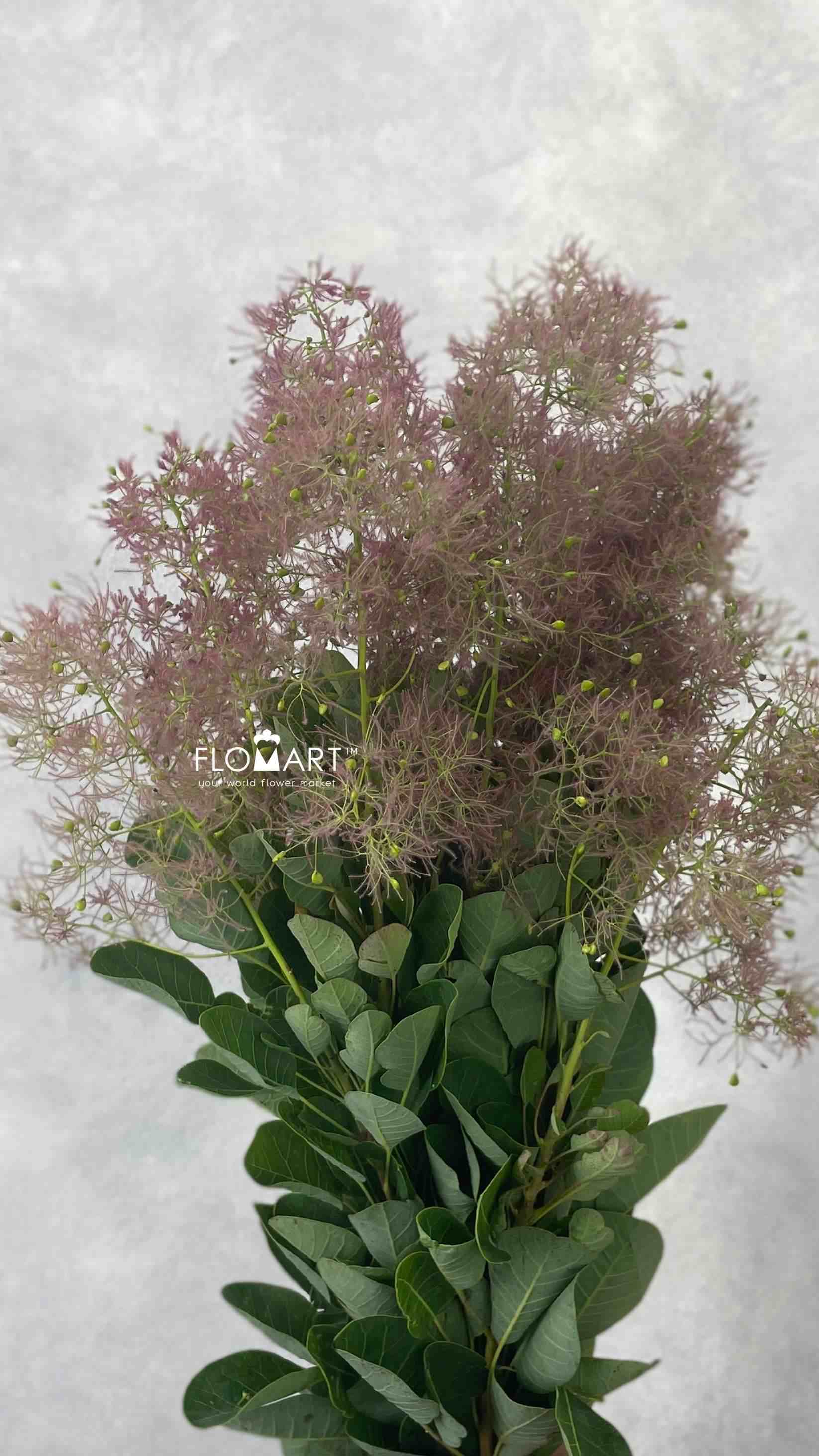 Cotinus Young Lady - Image 1