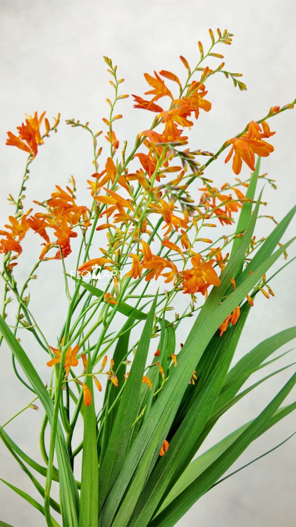 Crocosmia