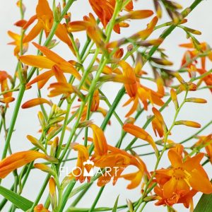 Crocosmia