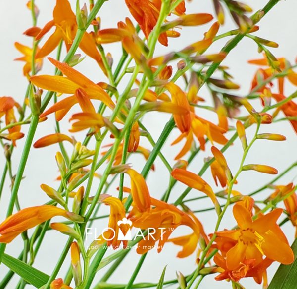 Crocosmia