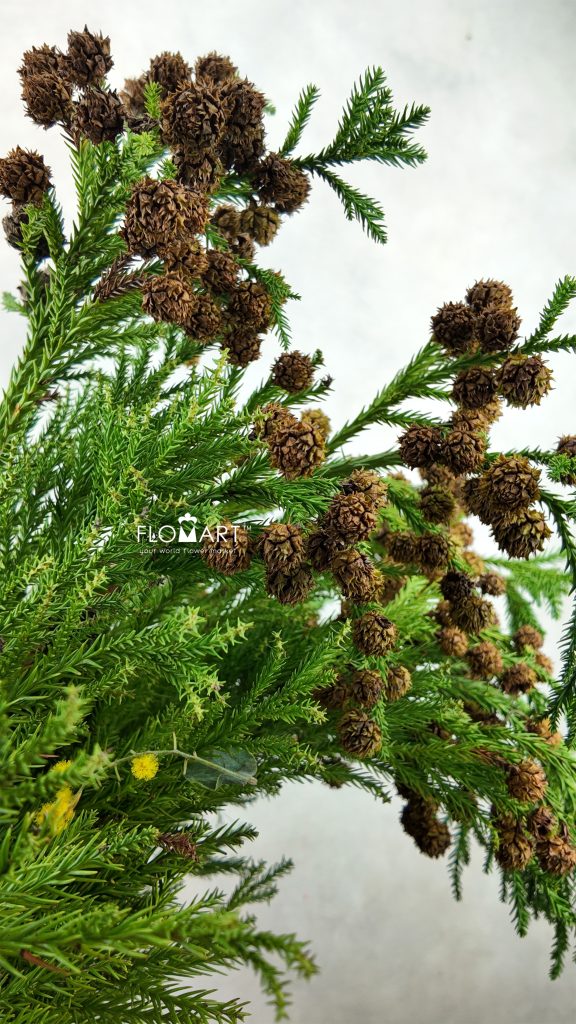 Cryptomeria Fruit