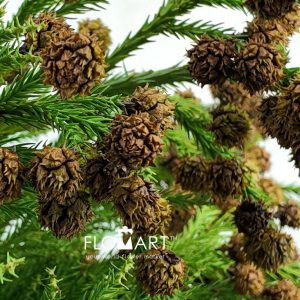 Cryptomeria Fruit