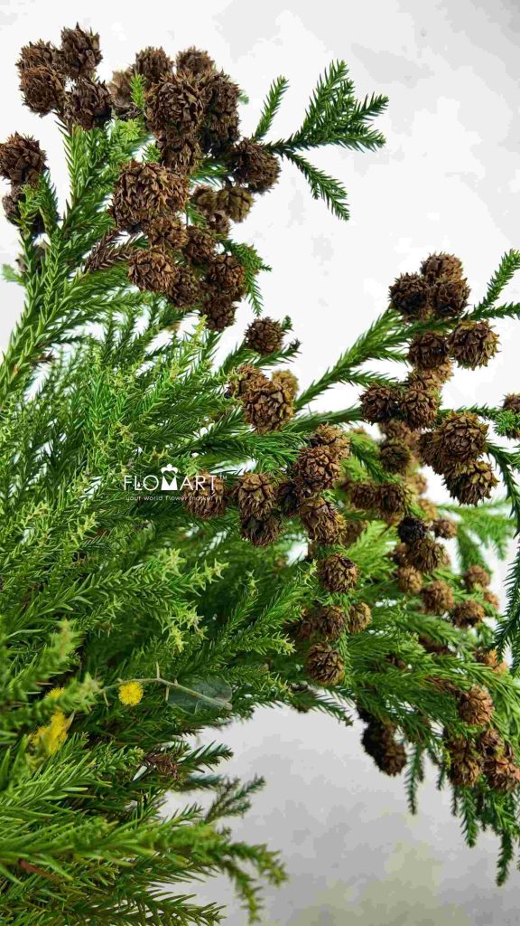 Cryptomeria Fruit