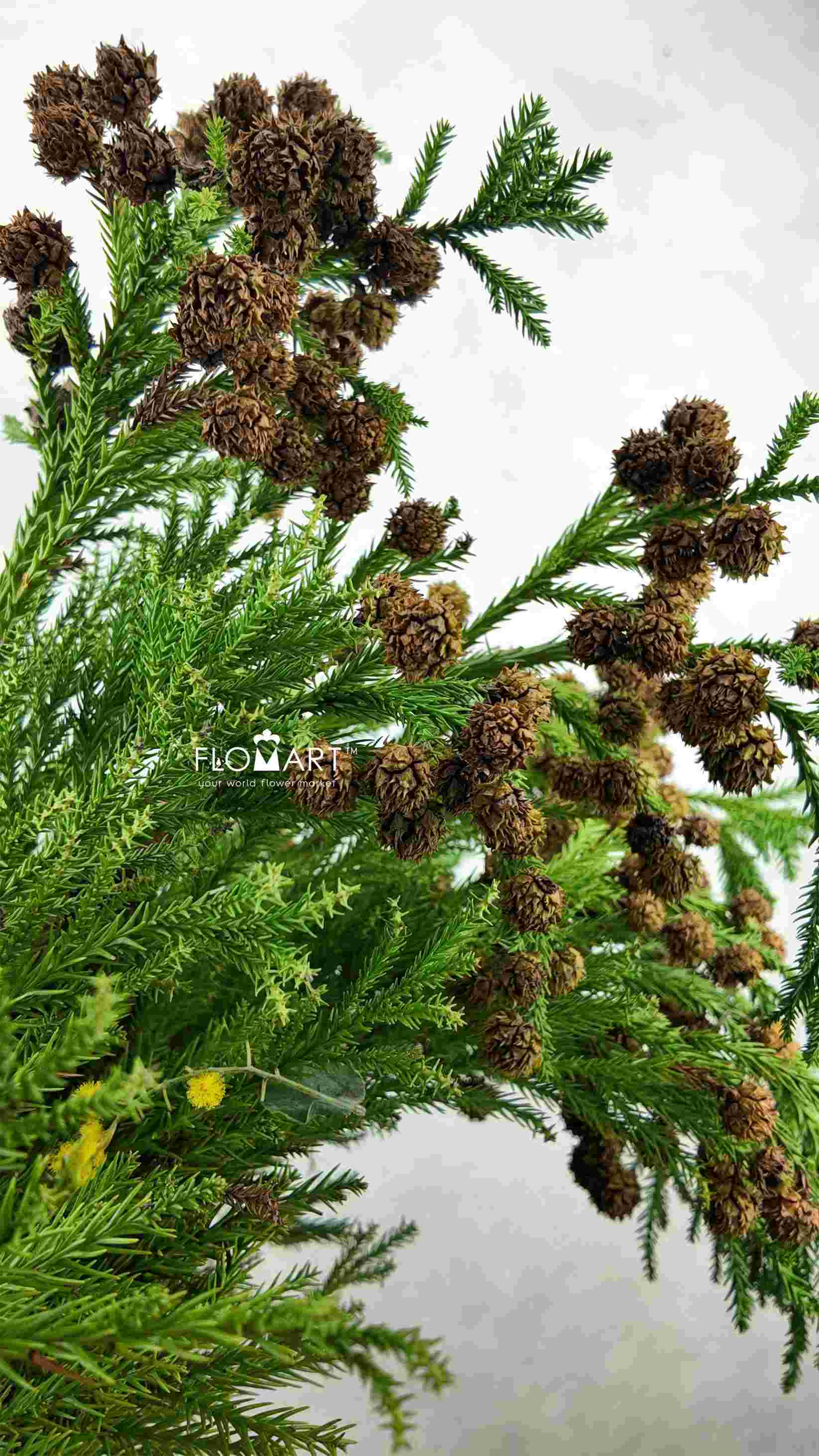 Cryptomeria Fruit - Image 1