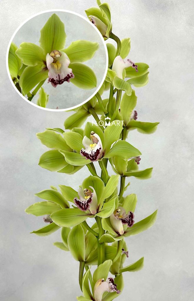 Cymbidium Std Anderson