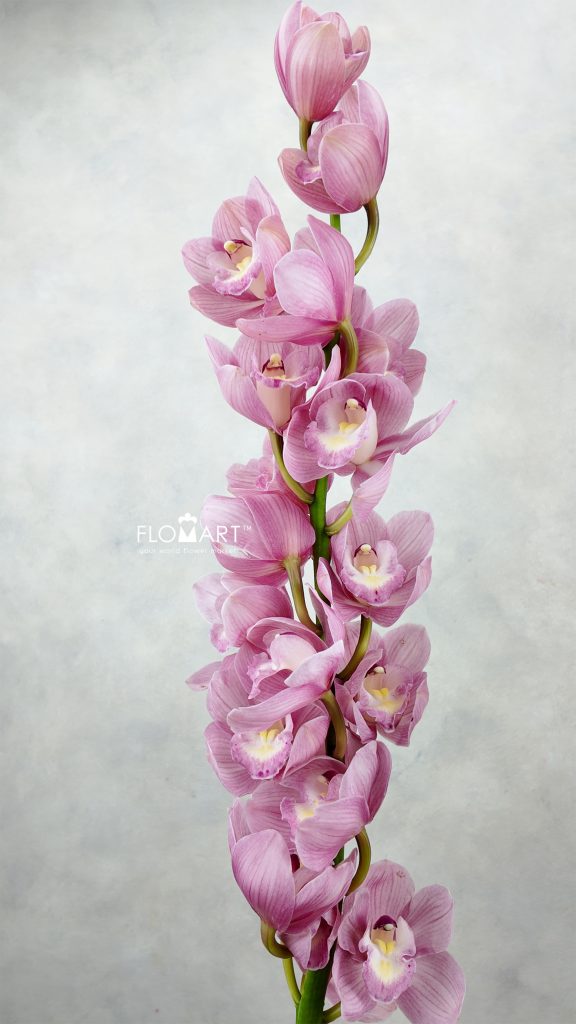 Cymbidium Std Bella Dona Rosanna Zoom