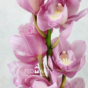 Cymbidium Std Bella Dona Rosanna Zoom