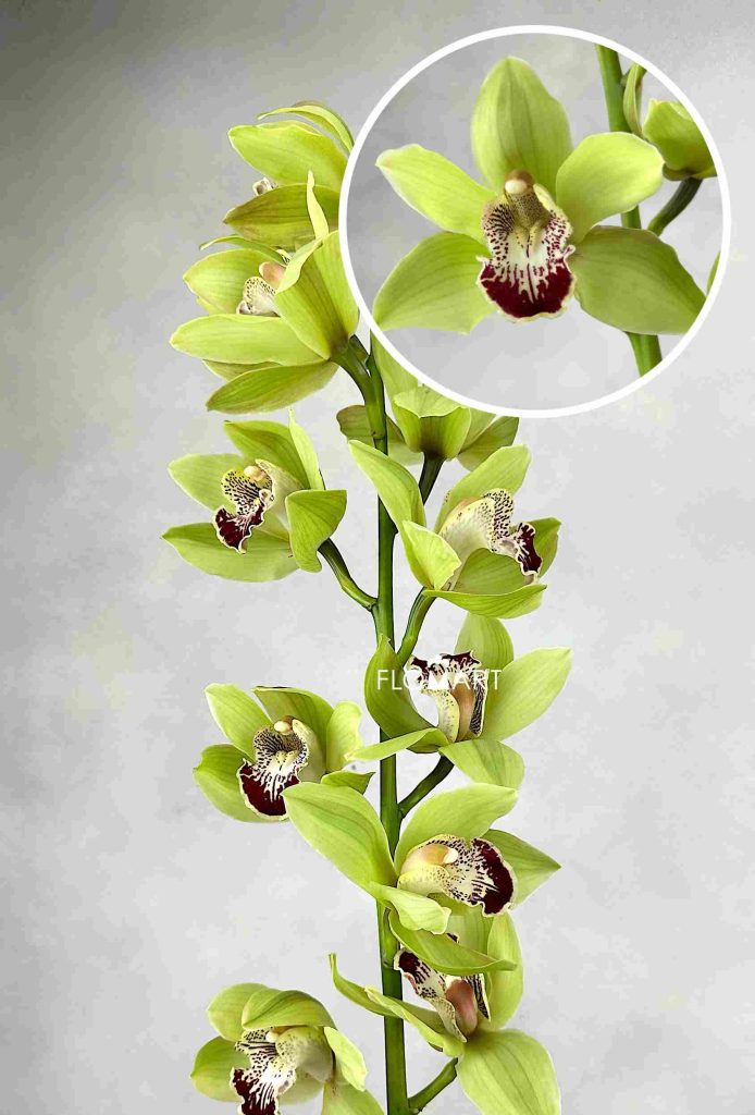 Cymbidium Std Chief Kirawee