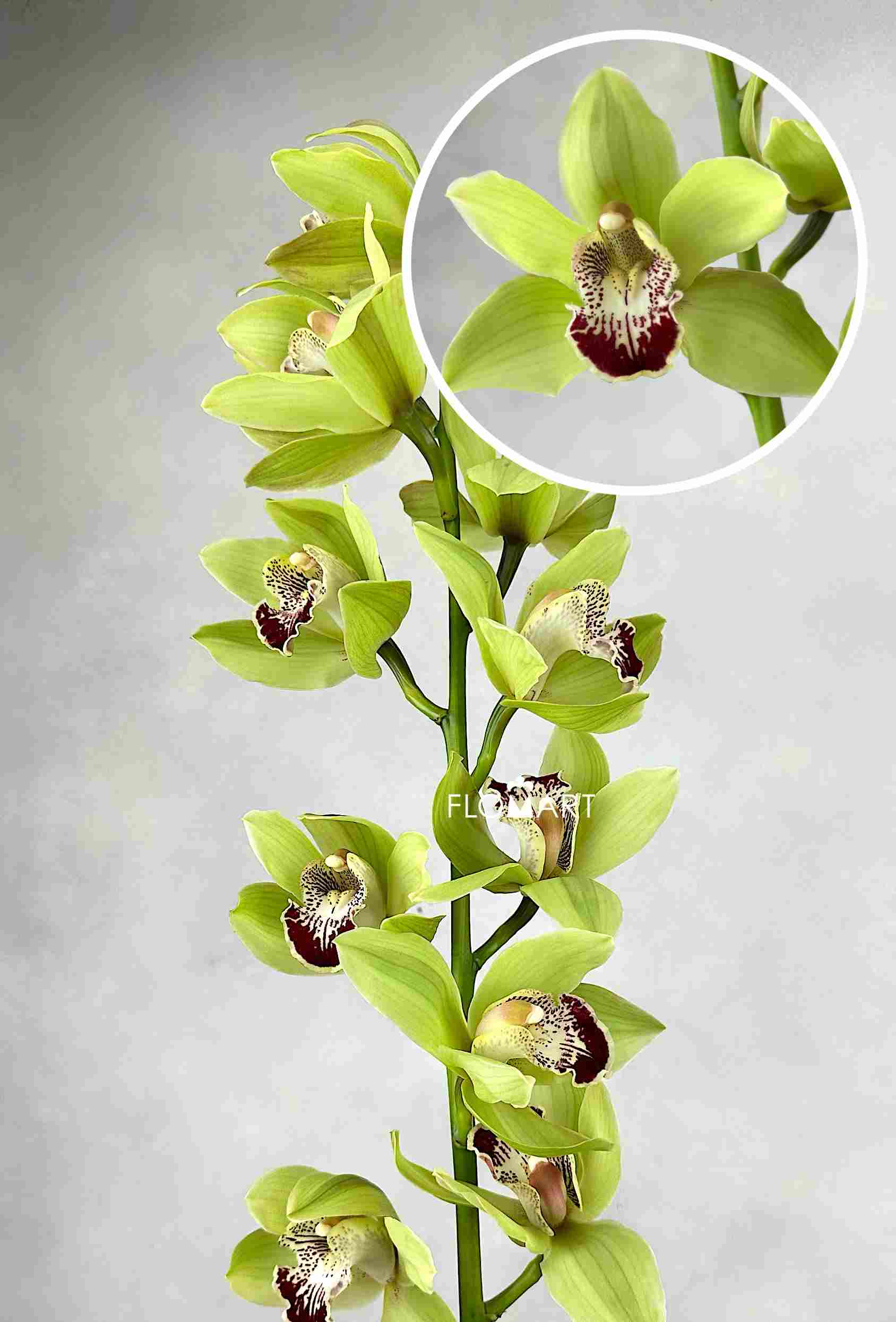 Cymbidium Std Chief Kirawee - Image 1