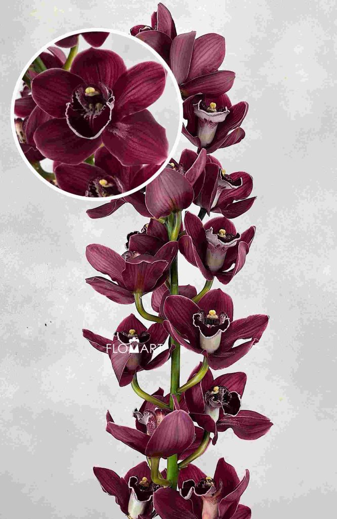 Cymbidium Std Blazing Fury