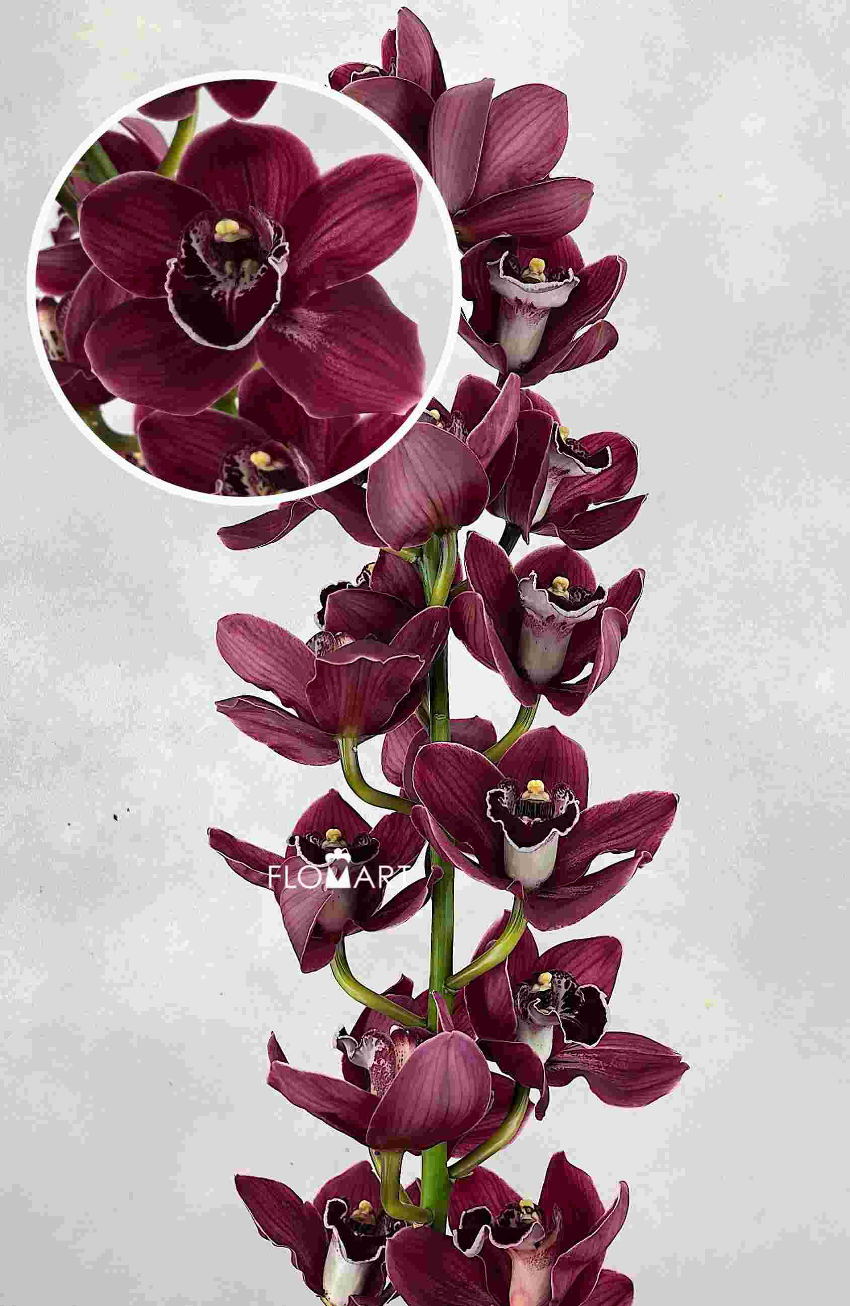 Cymbidium Std Blazing Fury - Image 1