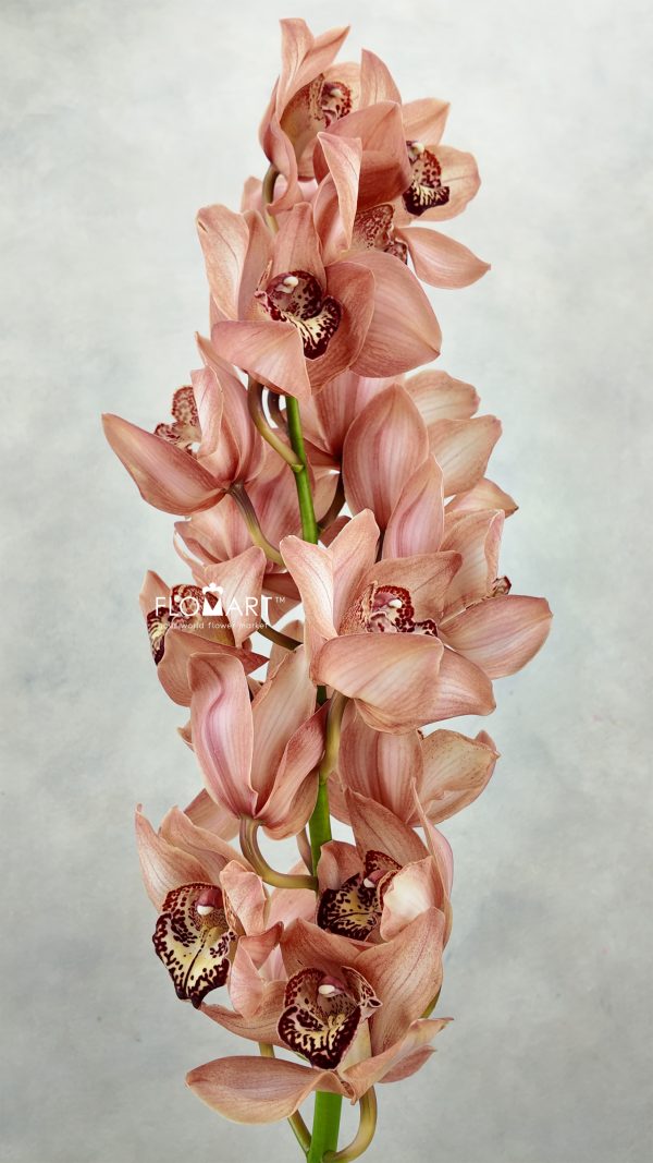 Cymbidium Std Brown