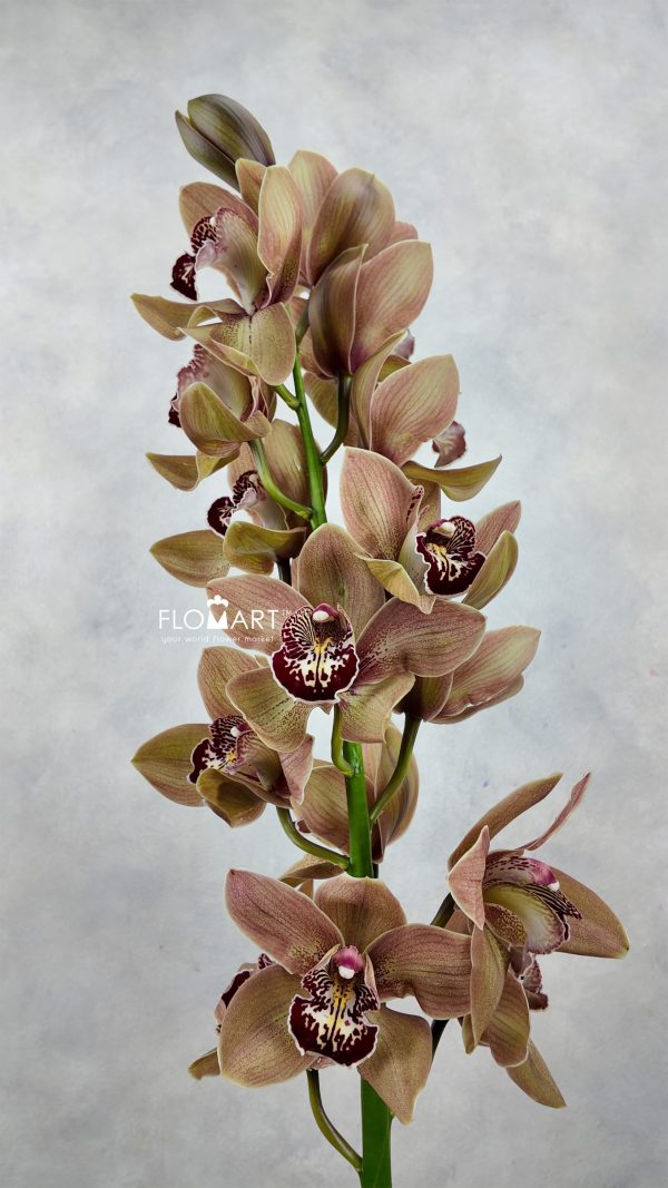 Cymbidium Std Brown Pancake