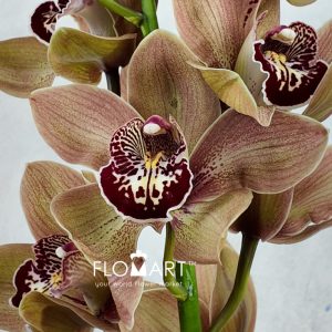 Cymbidium Std Brown Pancake - Image 2