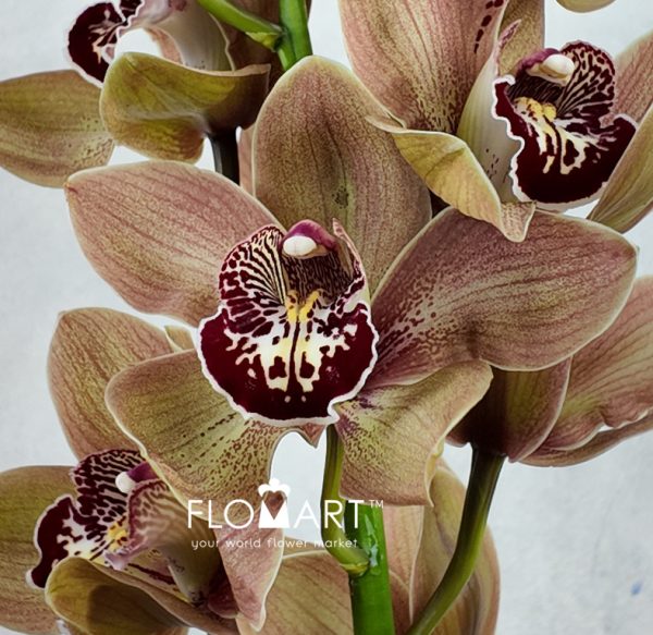 Cymbidium Std Brown Pancake