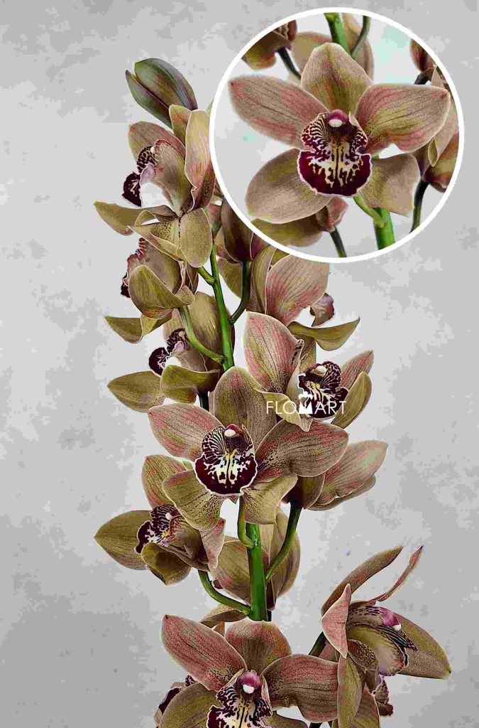 Cymbidium Std Brown Pancake