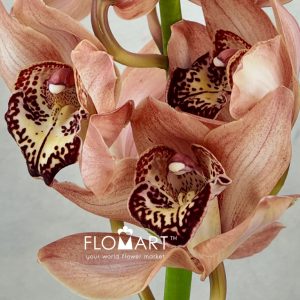 Cymbidium Std Brown - Image 2