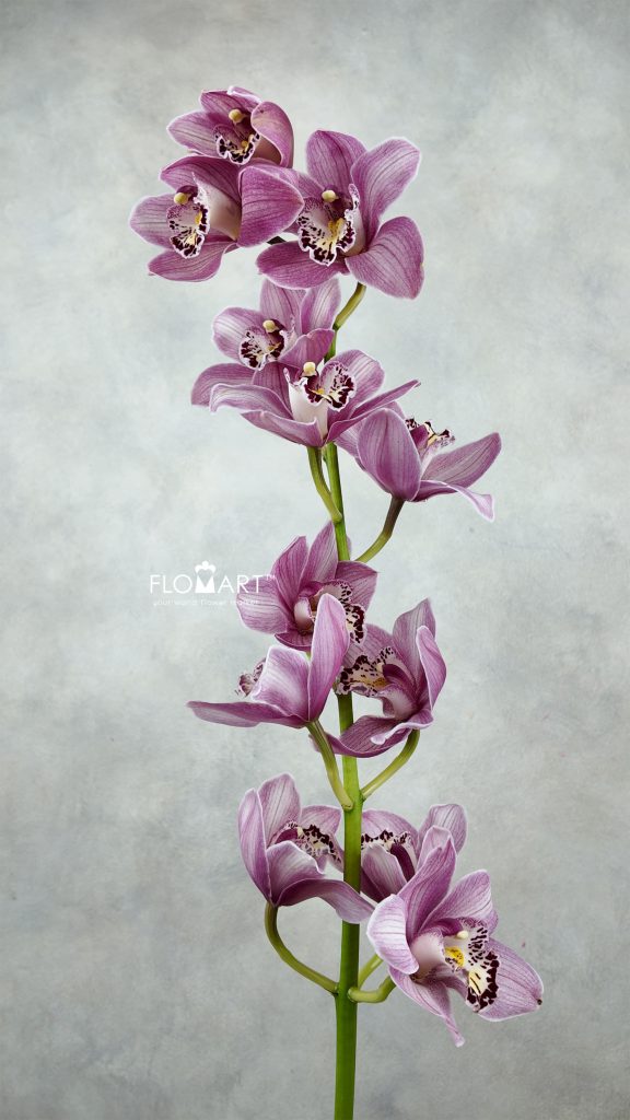 Cymbidium Std Candy