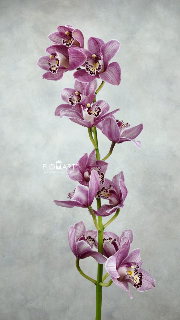 Cymbidium Std Candy Cymbidium Std Candy
