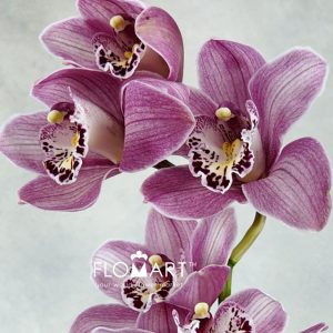 Cymbidium Std Candy - Image 2