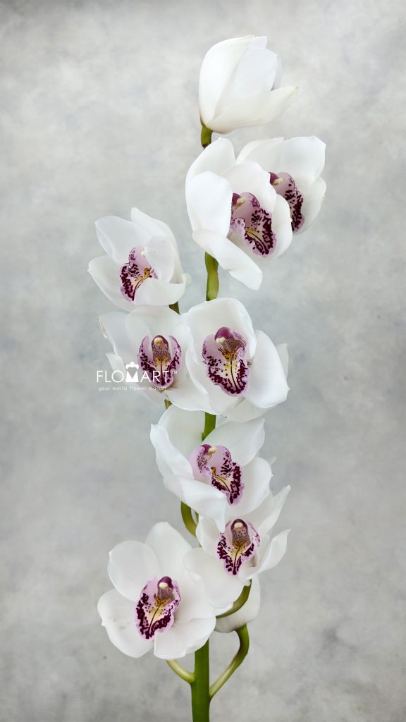 Cymbidium Std Charisma