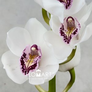 Cymbidium Std Charisma - Image 2
