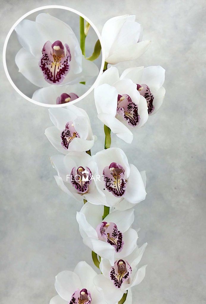 Cymbidium Std Charisma