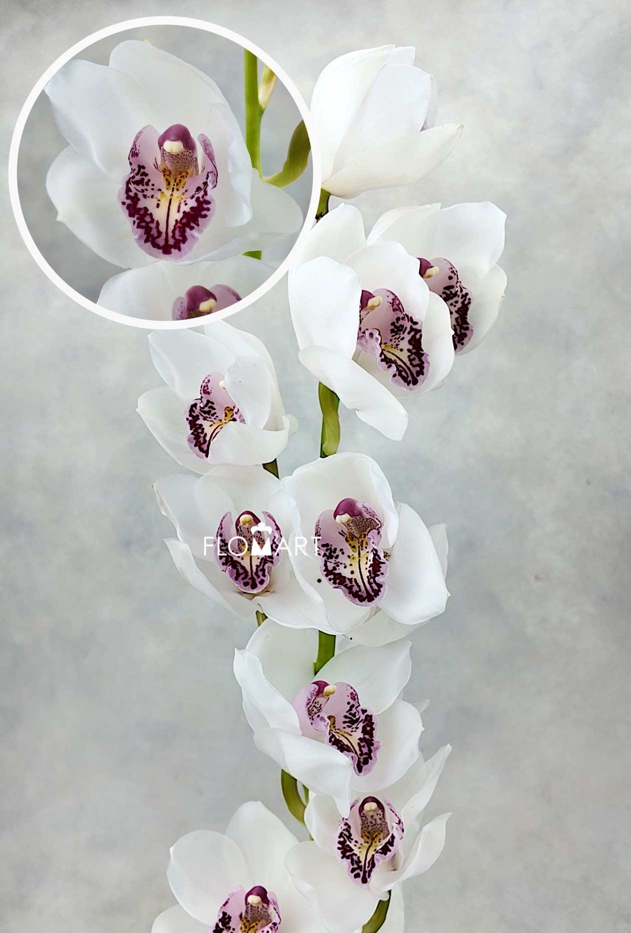Cymbidium Std Charisma - Image 1