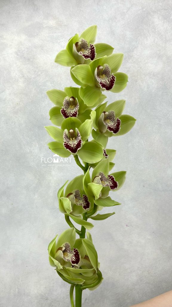 Cymbidium Std Chief Kirawee