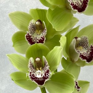 Cymbidium Std Chief Kirawee - Image 2