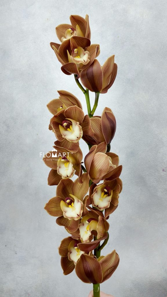 Cymbidium Std Cinnamon