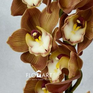 Cymbidium Std Cinnamon - Image 2