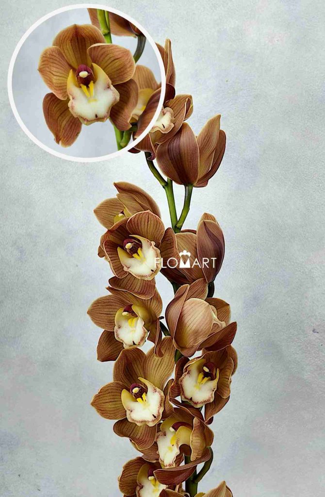 Cymbidium Std Cinnamon