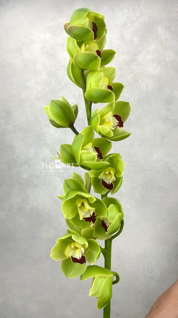 Cymbidium Std Cobra