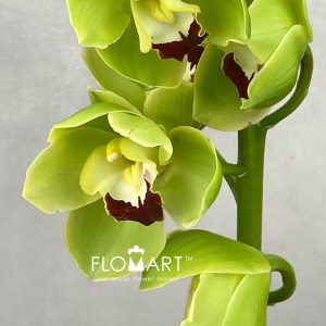Cymbidium Std Cobra - Image 2