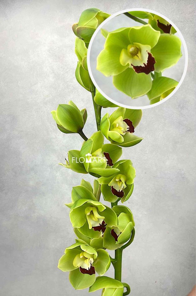 Cymbidium Std Cobra