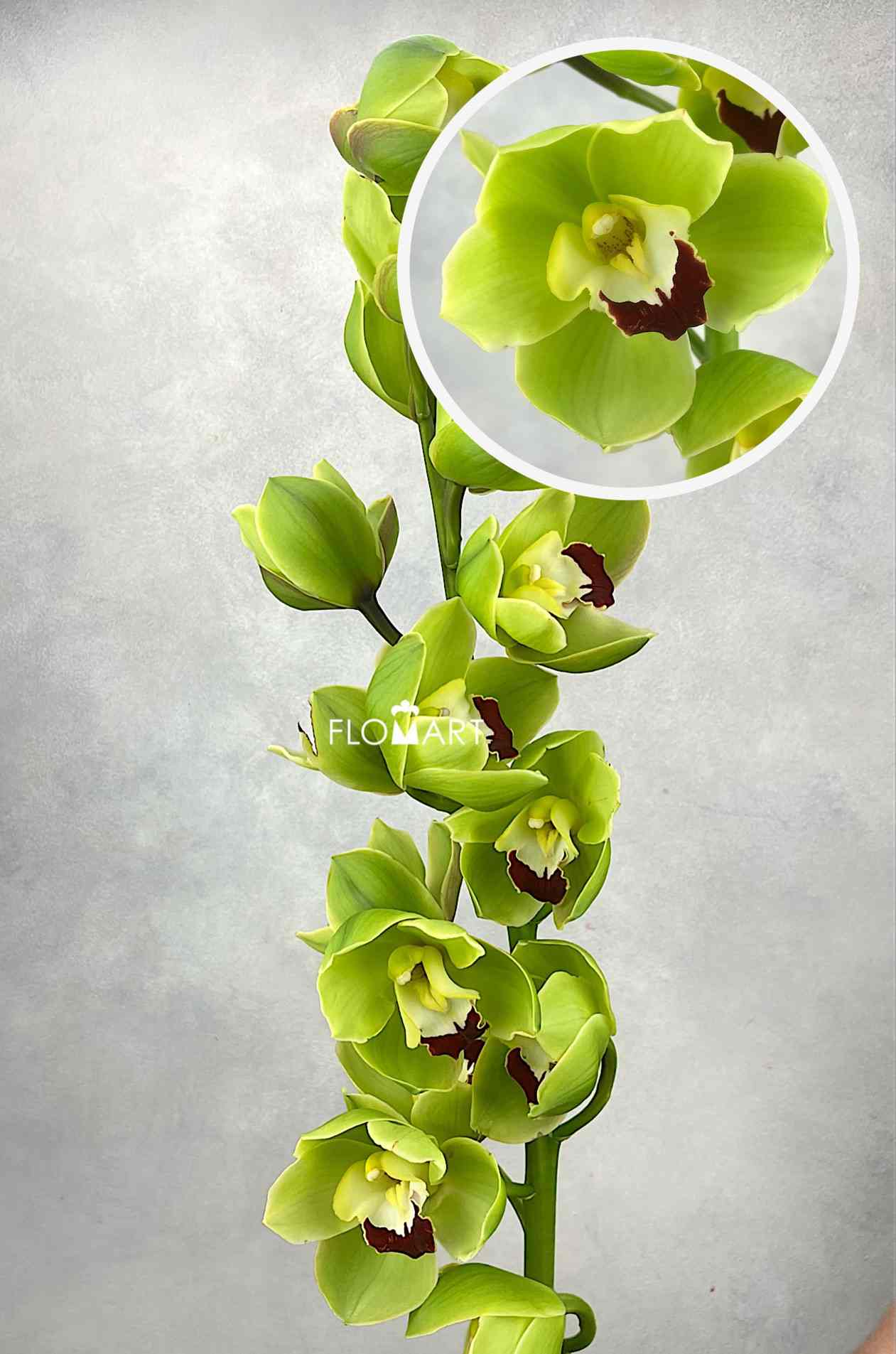Cymbidium Std Cobra - Image 1