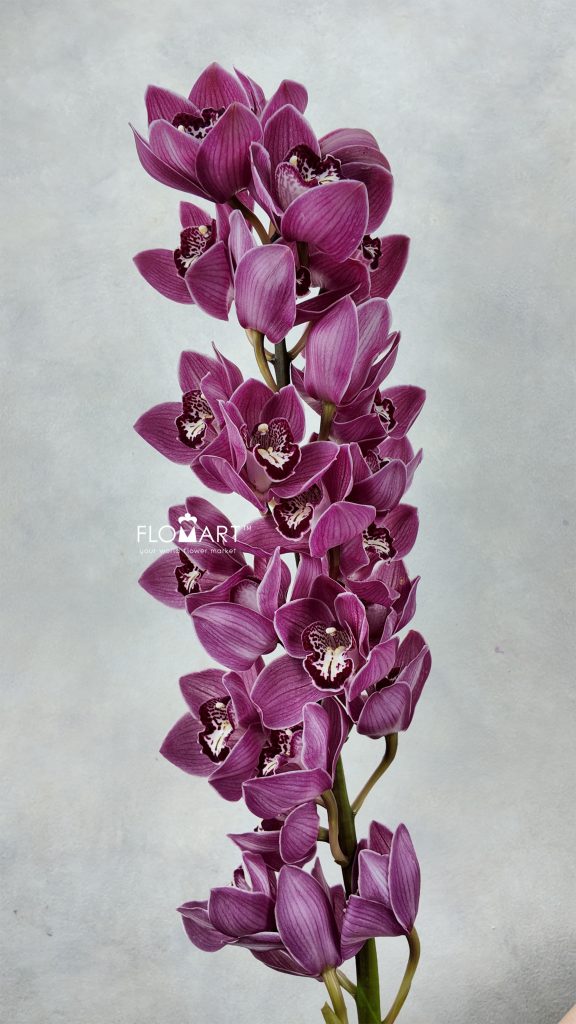 Cymbidium Std Firebird
