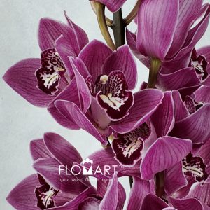 Cymbidium Std Firebird - Image 2