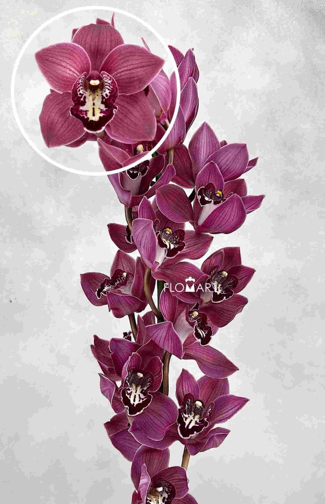 Cymbidium Std Firebird
