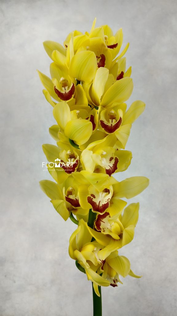 Cymbidium Std Glowing Delight