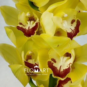 Cymbidium Std Glowing Delight - Image 2
