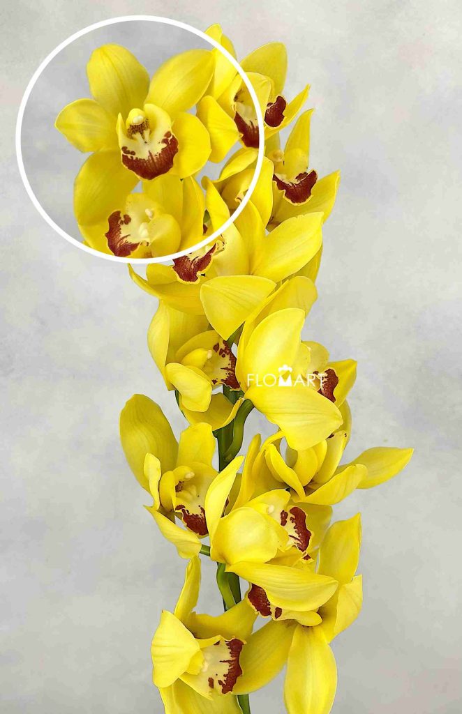 Cymbidium Std Glowing Delight